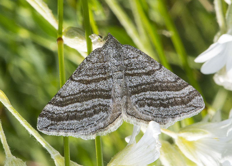 Geometridae: Scotopteryx coarctaria